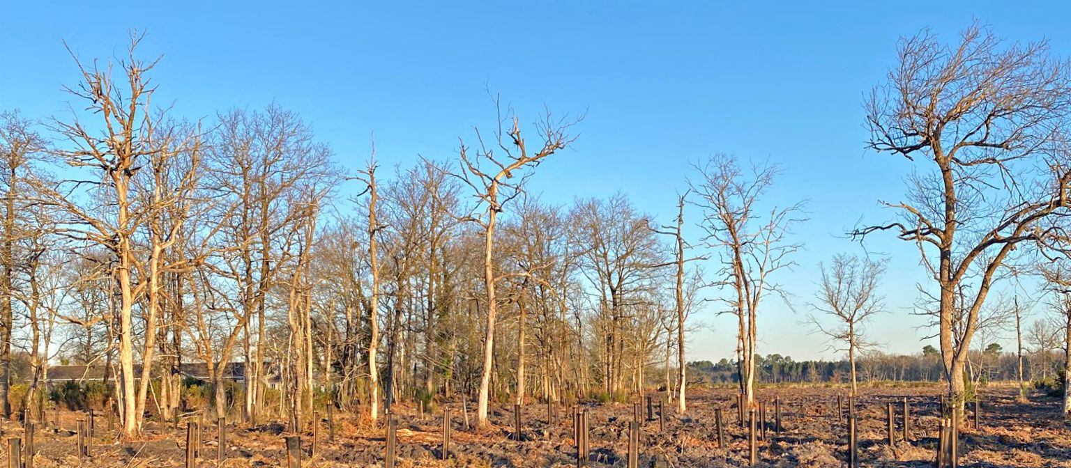 A row of trees against a blue sky