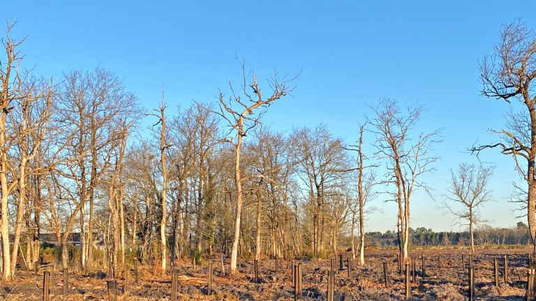A row of trees against a blue sky